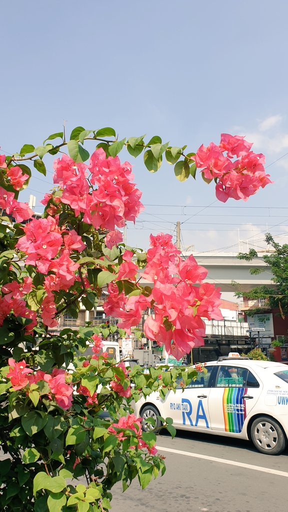 pauloMDtweets's tweet photo. Bougainvillea spectabilis
Domain: Eukaryota
Kingdom: Planta
Phylum: Spermatophyta
Subphylum: Angiospermae
Class: Dicotyledonae
#Botany101 https://t.co/VoXJW2CAWV