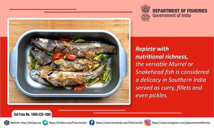 FisheriesGoI's tweet photo. Replete with nutritional richness.
#Deptoffisheries
#fishnutrition
#FishforFood https://t.co/zhMTAV3vtR