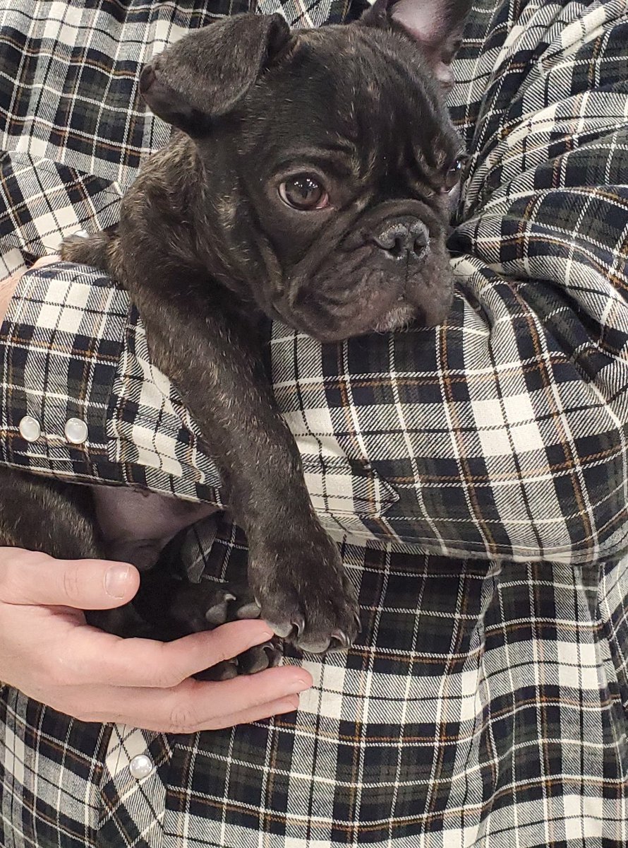 Meet the newest member of our family, Archie the Frenchie!