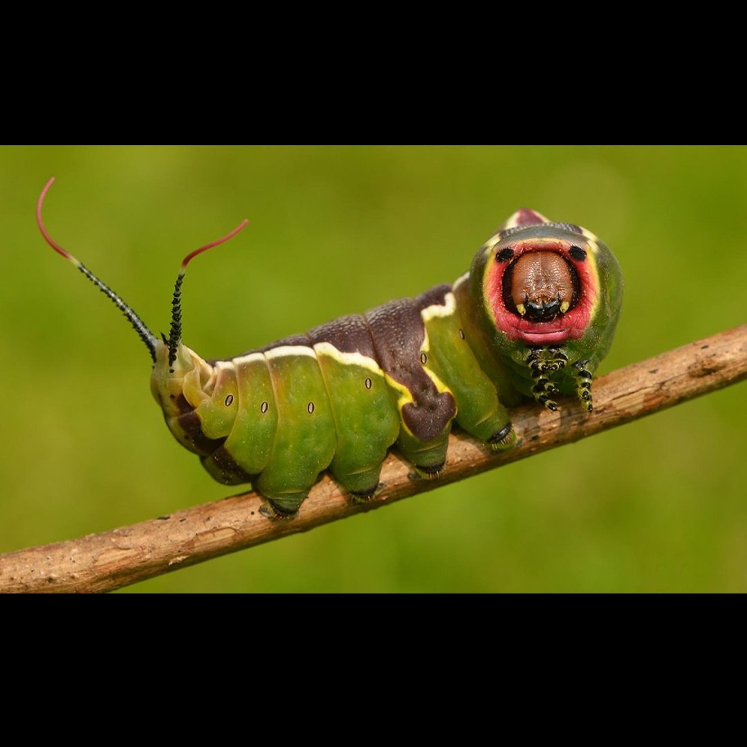 Гусеница проживший. Гусеница проживший. Брамея гусеница. Гусеница zygaenidae. Гусеница проживший.