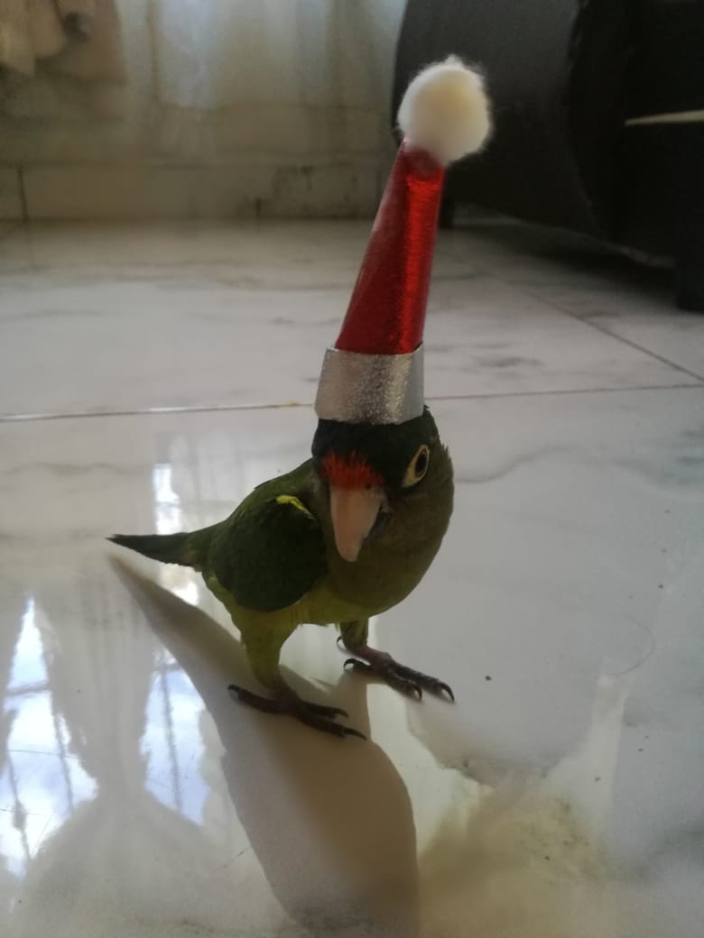 vjudithfco's tweet photo. @mailomarcos Estamos en mood navidad después de escuchar tus rolitas https://t.co/vJHrJedbrL