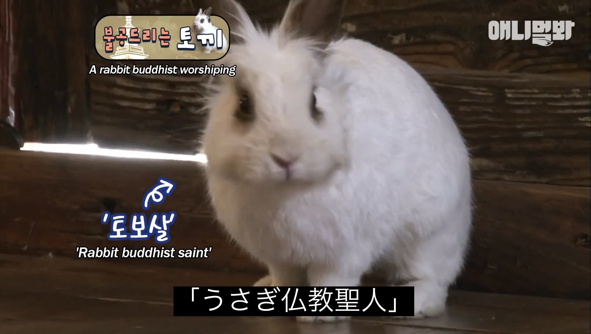 どうぶつ動画字幕bot A Twitter うさぎ仏教聖人