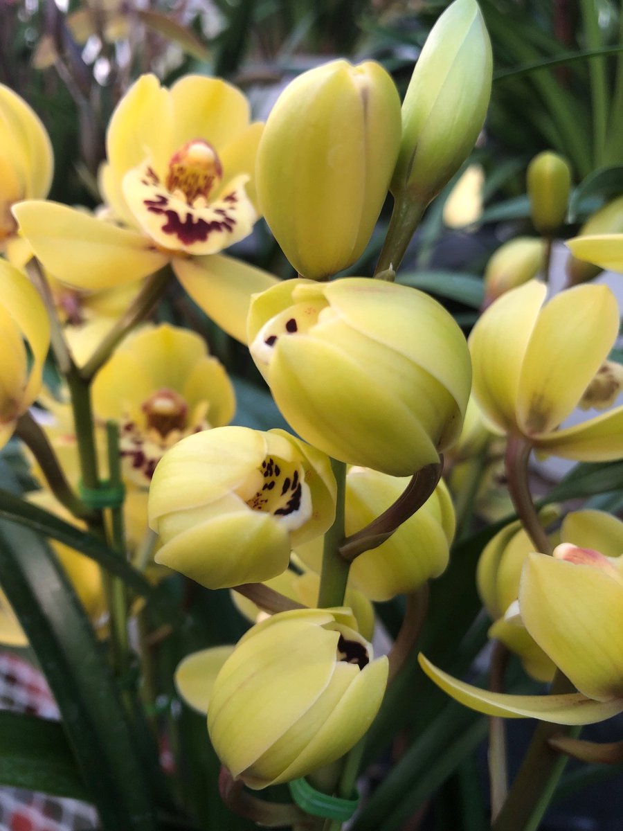 株式会社向山蘭園 Mukoyamaorchids Twitter