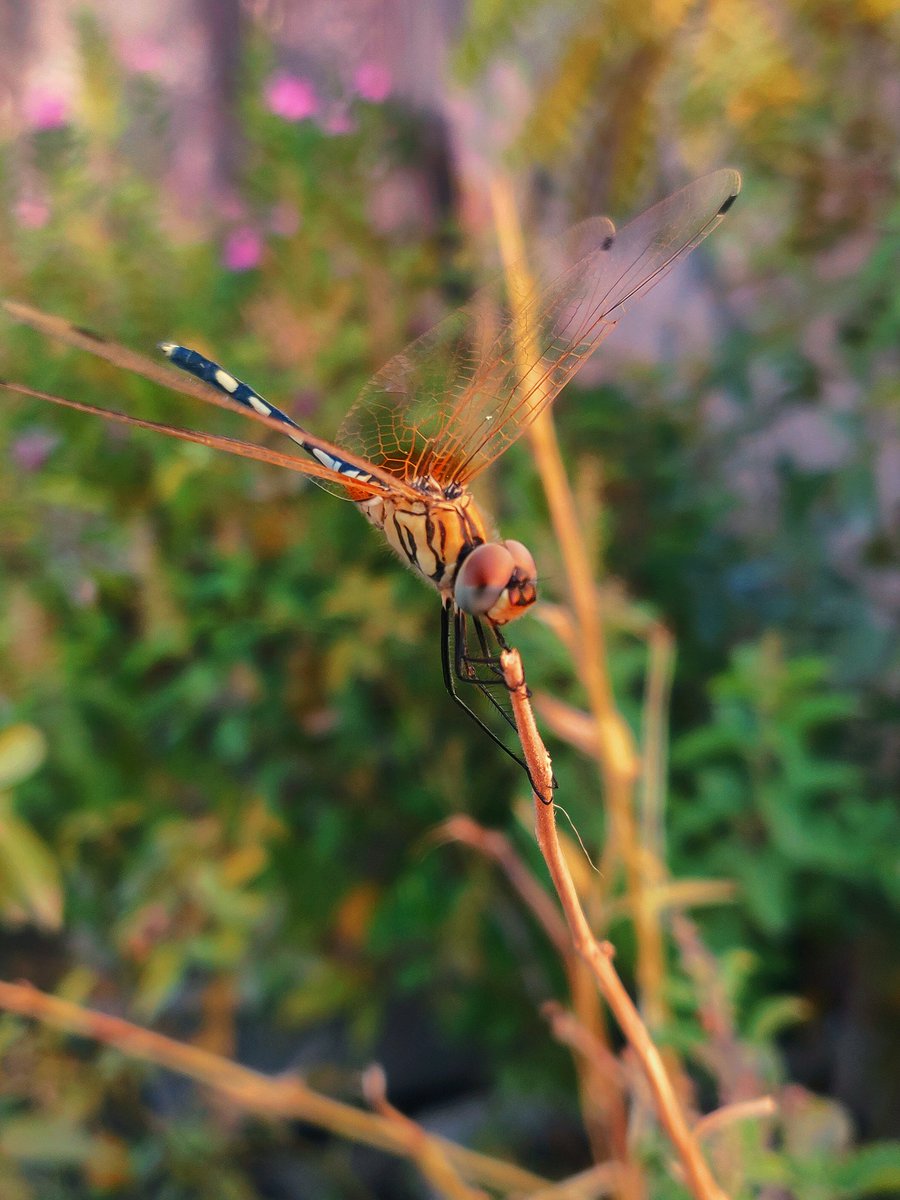 ajaybhanot3's tweet image. Clicked with Oneplus6 #oneplusin #PicOfTheDay