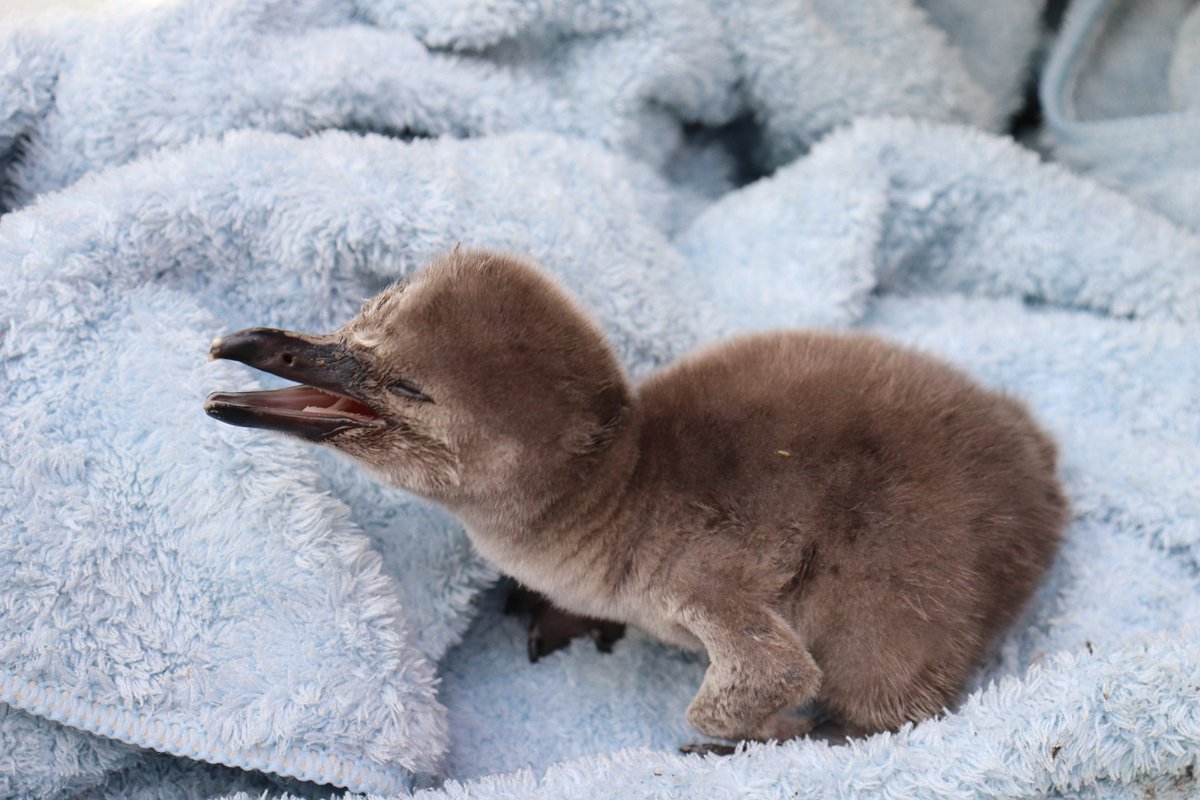 桂浜水族館 公式 盛田のおんちゃんが人工育雛を始めたフンボルトペンギン はんぺん と アヤメ の赤ちゃん まだ目は開いていませんが 今朝も元気に鳴いていました ようこそ 桂浜水族館へ 亡くなった子達が手繰り寄せてくれたいのちの聲 桂浜水族館 公式 盛田のおんちゃんが人工育雛を始めたフンボルトペンギン はんぺん と アヤメ の赤ちゃん まだ目は開いていませんが 今朝も元気に鳴いていました ようこそ 桂浜水族館へ 亡くなった子達が手繰り寄せてくれたいのちの聲