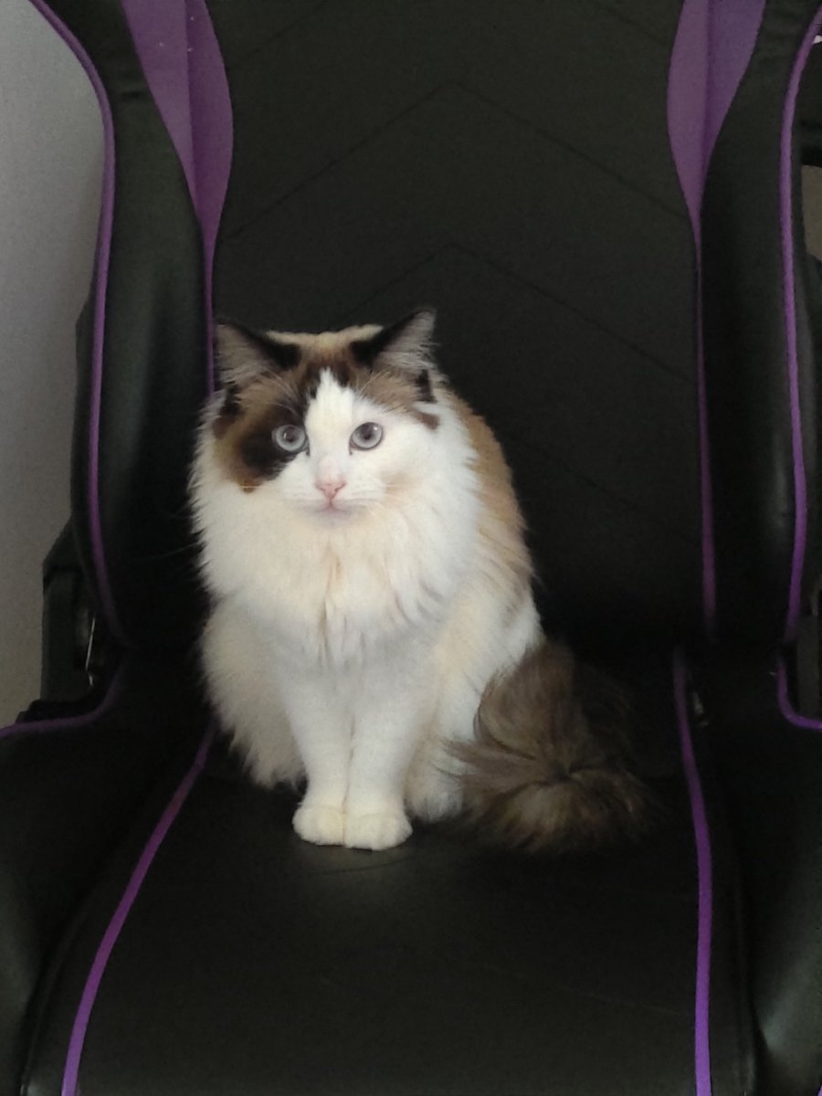 viggegoransson's tweet photo. @TSM_Myth 🐱 https://t.co/cduXCHvOy5