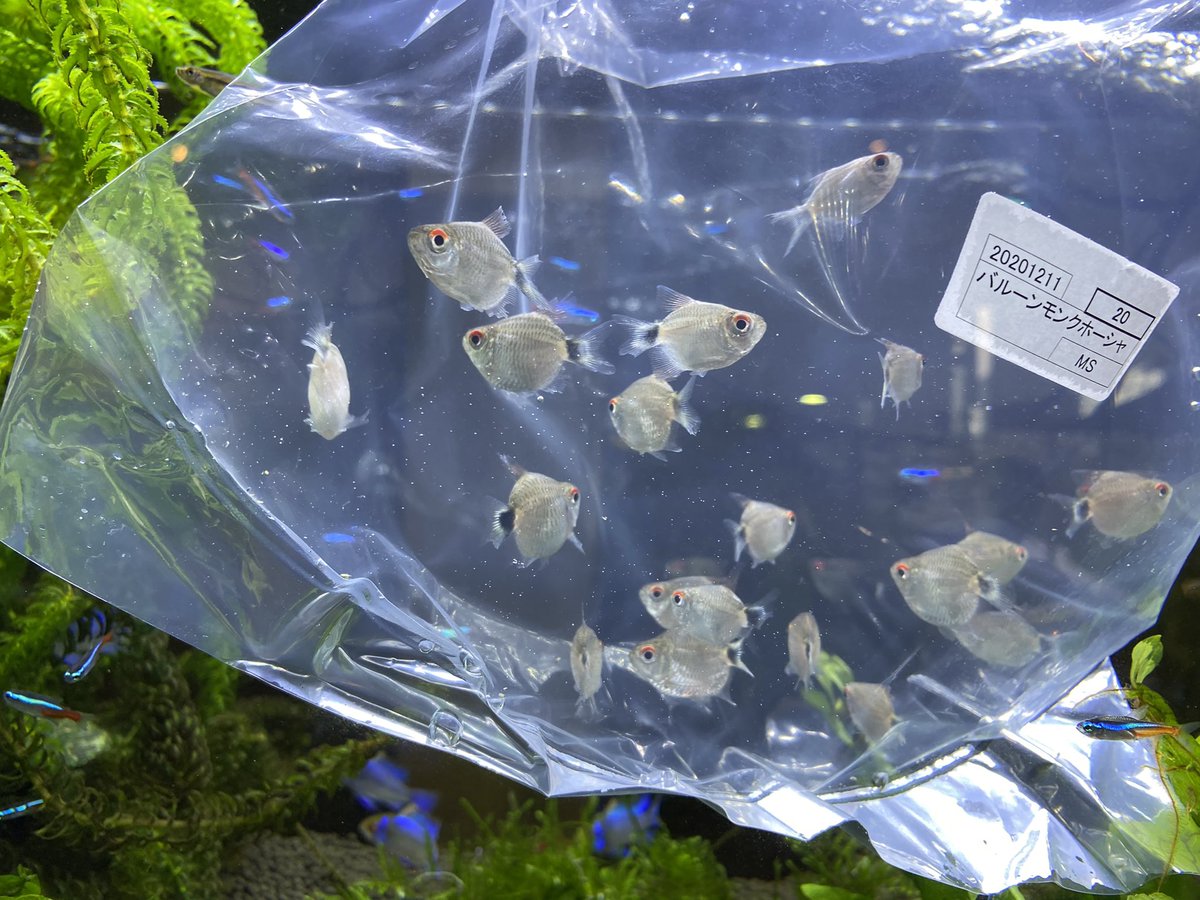Aquarium Kind 取り急ぎ今日の入荷をご紹介 久々 セラタネンシス チョコレートグラミーが来てます やや小型のチョコレートグラミーで白い光沢のあるラインが一本多い種 合わせて普通のリコリスグラミーも入荷しております グナワニ ころころ Aquarium Kind 取り急ぎ今日の入荷をご紹介 久々 セラタネンシス チョコレートグラミーが来てます やや小型のチョコレートグラミーで白い光沢のあるラインが一本多い種 合わせて普通のリコリスグラミーも入荷しております グナワニ ころころ