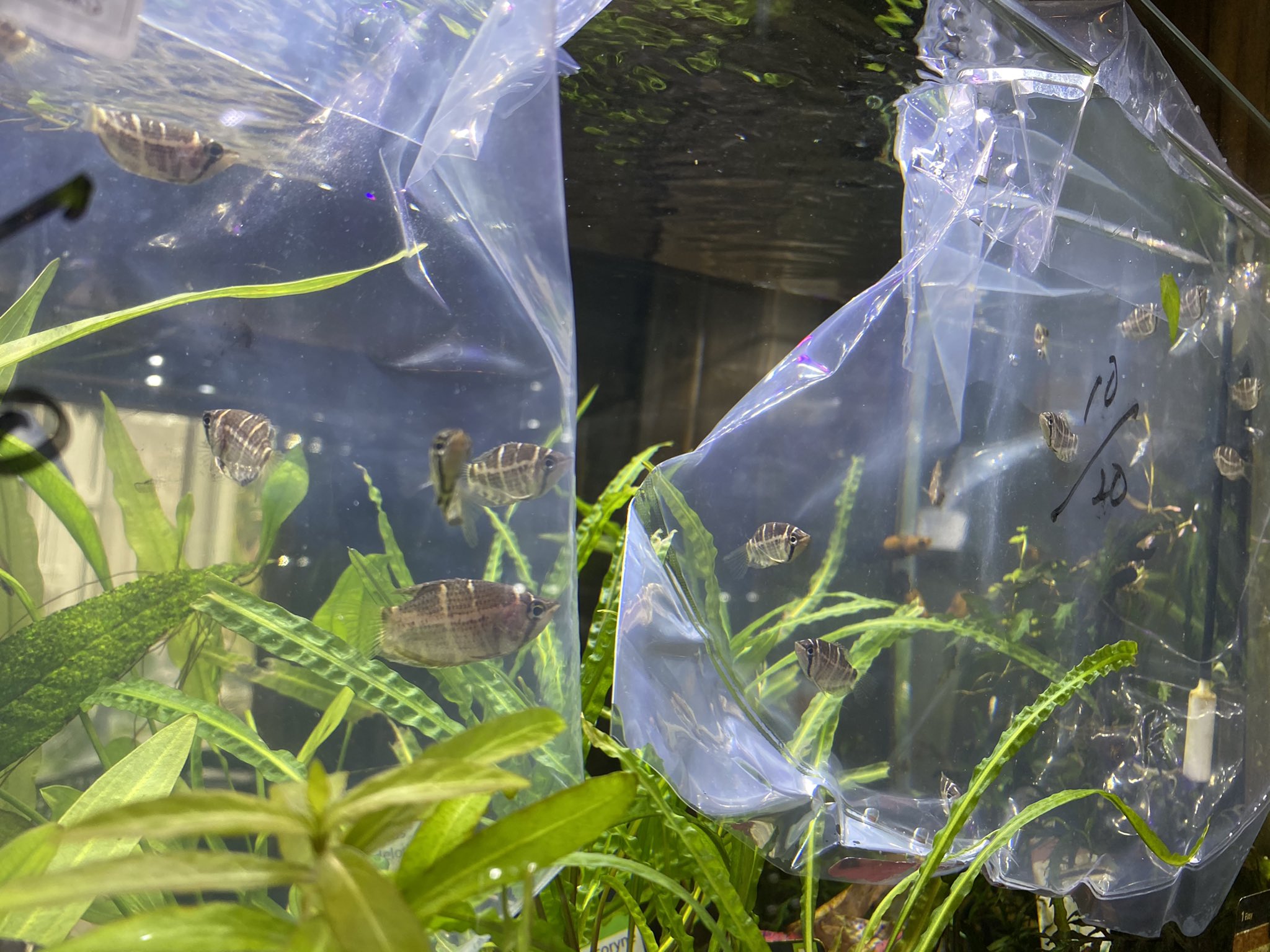 Uzivatel Aquarium Kind Na Twitteru 取り急ぎ今日の入荷をご紹介 久々 セラタネンシス チョコレートグラミーが来てます やや小型のチョコレートグラミーで白い光沢のあるラインが一本多い種 合わせて普通のリコリスグラミーも入荷しております グナワニ