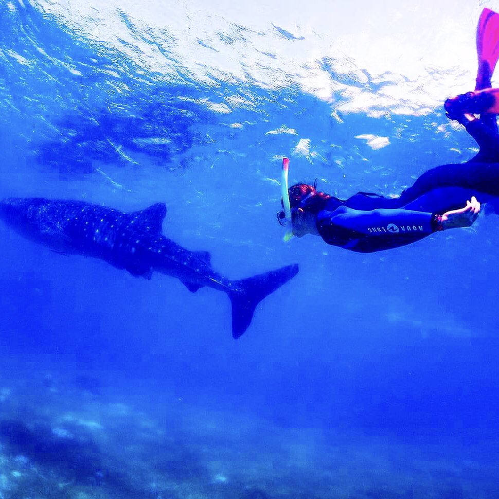 pina_talk's tweet photo. WHALE SHARK WATCHING
One of the most popular attractions in the region is to swim with the whale shark and see how awesome it is in the nearest sight.

#whaleshark 
#oslob 
#pinatalk
#pinagirls
#pinagirl
#phillipines 
#cebu https://t.co/eXMWt2fgBj