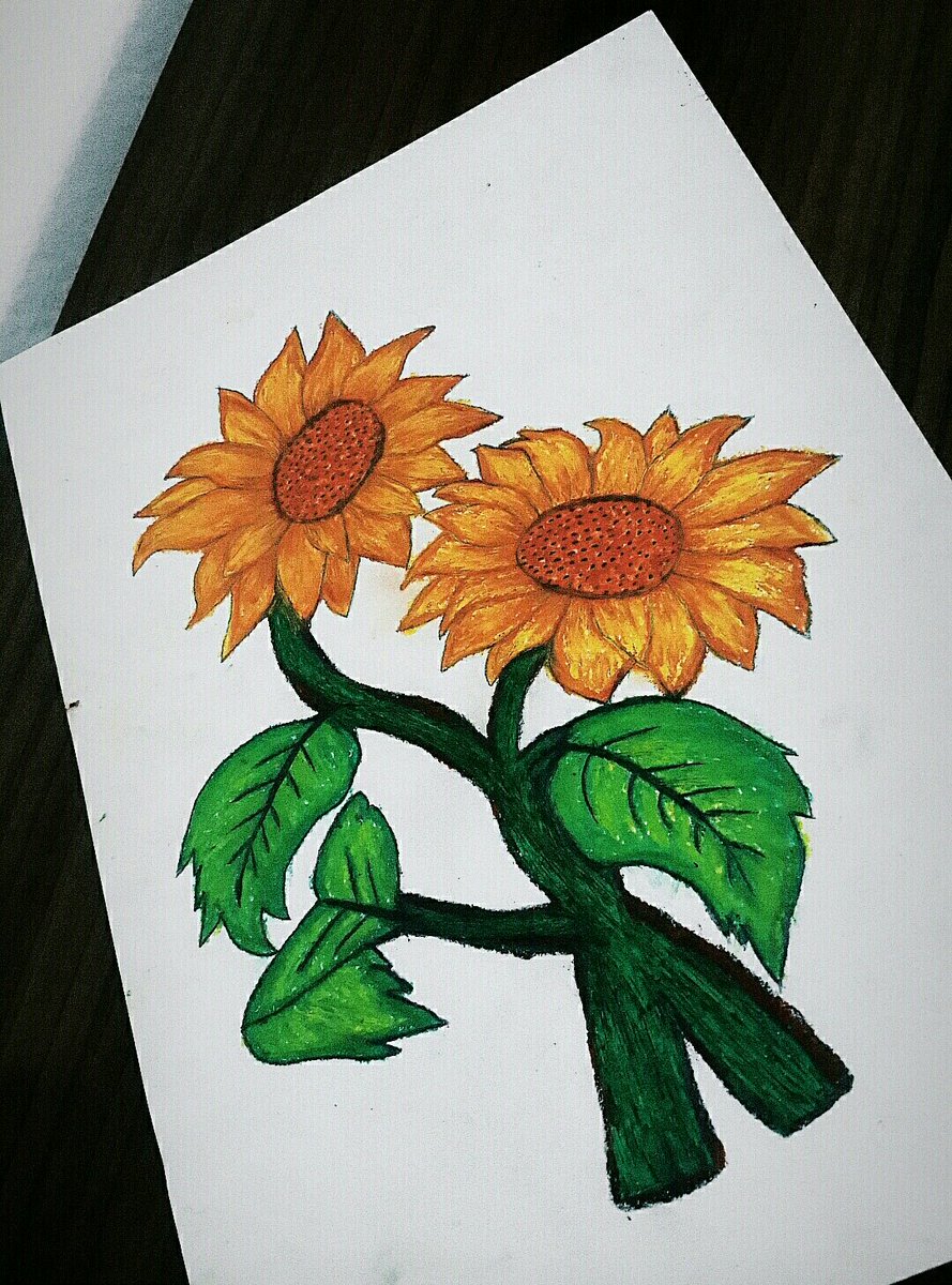 photo Sunflower Pictures Of Flowers To Draw And Paint twitter