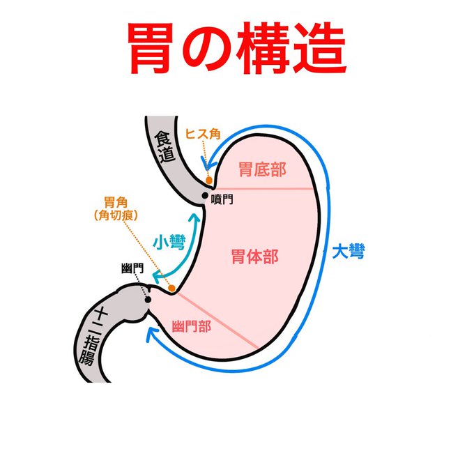 ゴロ 解剖生理イラストさん の人気ツイート 9 Whotwi グラフィカルtwitter分析 ゴロ 解剖生理イラストさん の人気ツイート 9 Whotwi グラフィカルtwitter分析