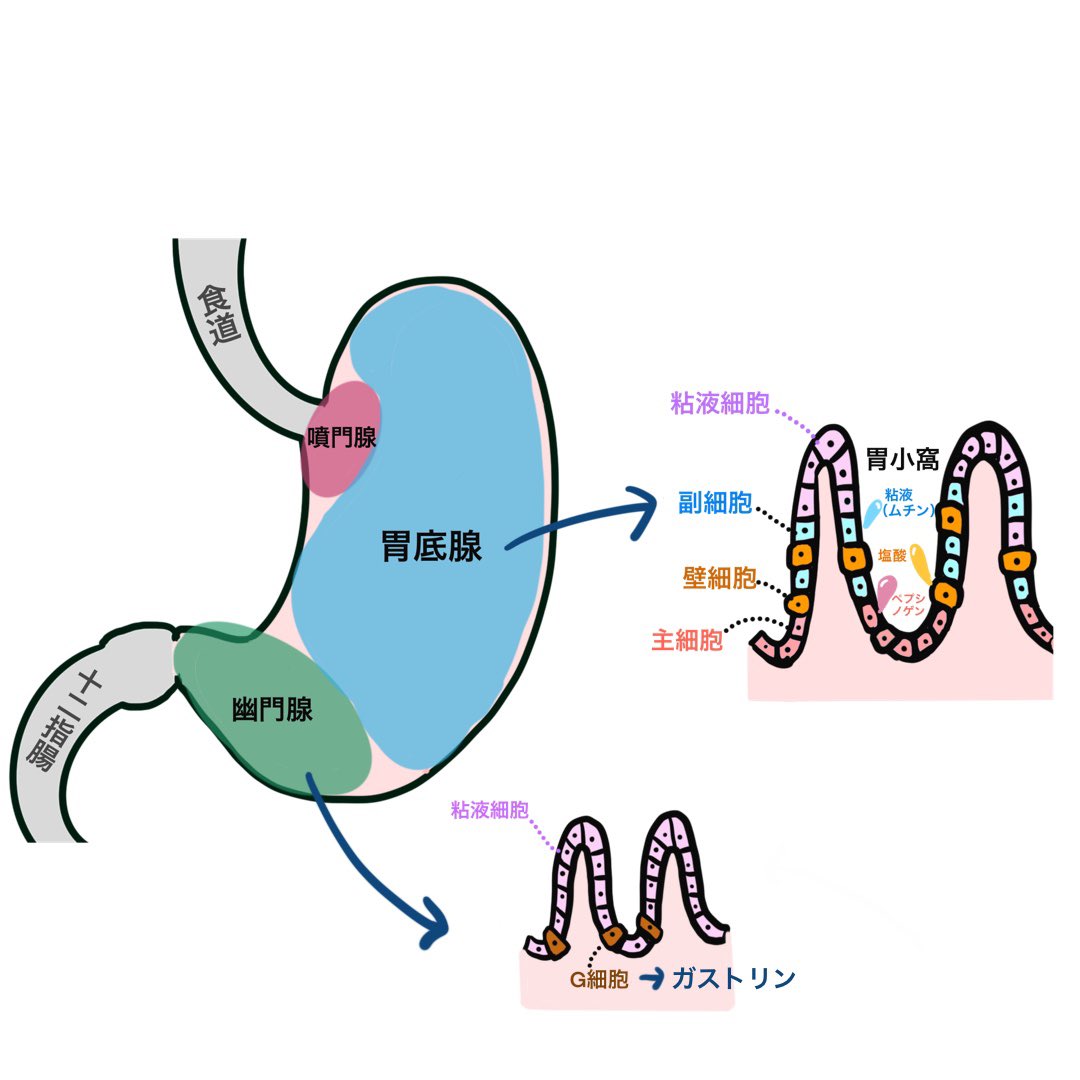 Twitter 上的 ゴロ 解剖生理イラスト イラストで分かる 胃の構造 試験に出やすいキーワードまとめ 解説はyoutubeでしております T Co 4prmqzgbea Twitter