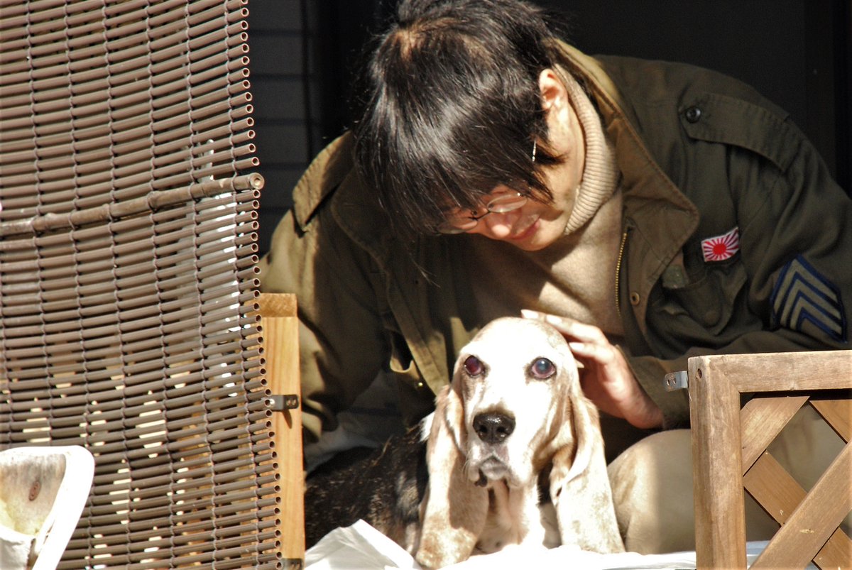 アルビー Rising High 眼はほとんど見えていないと思うのだが なぜかカメラ目線 バセットハウンド Bassethound 犬用車椅子 犬の車椅子 高齢犬 老犬 老犬介護 シニア犬