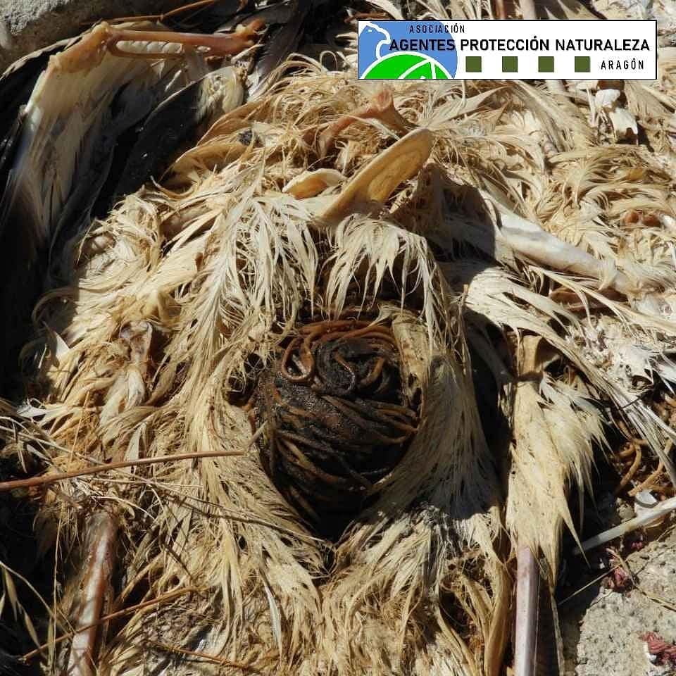 aaffaragon's tweet photo. Los #AgentesProtecciónNaturaleza #APN del @GobAragon comprobamos la ingesta de gomas elásticas por aves que se alimentan en vertederos, creyendo que son lombrices.
Reutiliza estos elementos y no los deposites en el contenedor de residuos orgánicos
⬇️
https://t.co/JTSaeLraKT https://t.co/2ZQU96iAGR