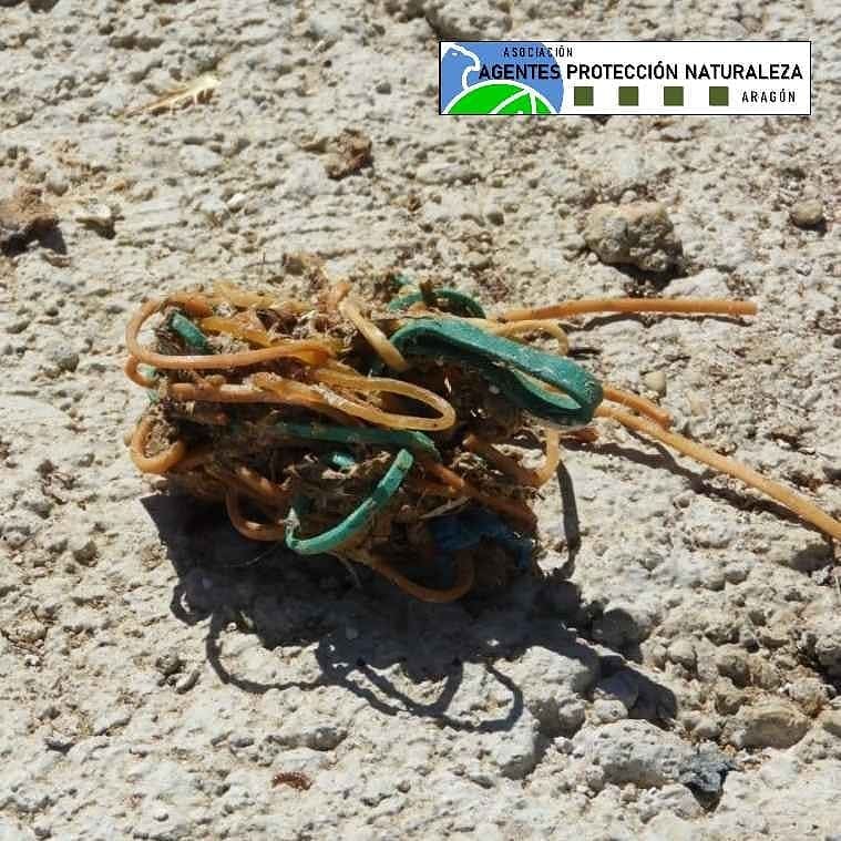 aaffaragon's tweet photo. Los #AgentesProtecciónNaturaleza #APN del @GobAragon comprobamos la ingesta de gomas elásticas por aves que se alimentan en vertederos, creyendo que son lombrices.
Reutiliza estos elementos y no los deposites en el contenedor de residuos orgánicos
⬇️
https://t.co/JTSaeLraKT https://t.co/2ZQU96iAGR