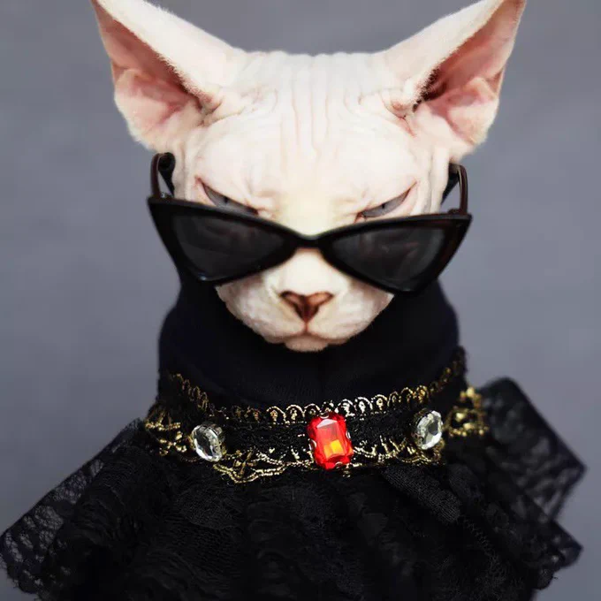タオバオで見つけた猫用洋服店のモデル猫さんが滅茶苦茶カッコいい!!無毛猫ならではの着こなし。1枚目ほぼメーテルやん。 