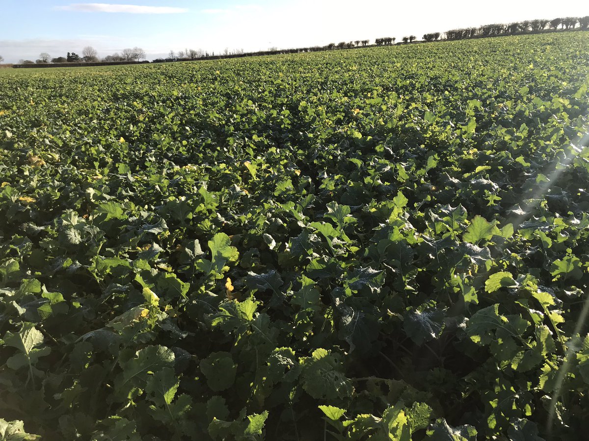 Lillady's tweet photo. Yum 🌱 ewe lambs not sure where to start on all this food #turnip #foragerape #sheep365 https://t.co/XYJiTalRyi