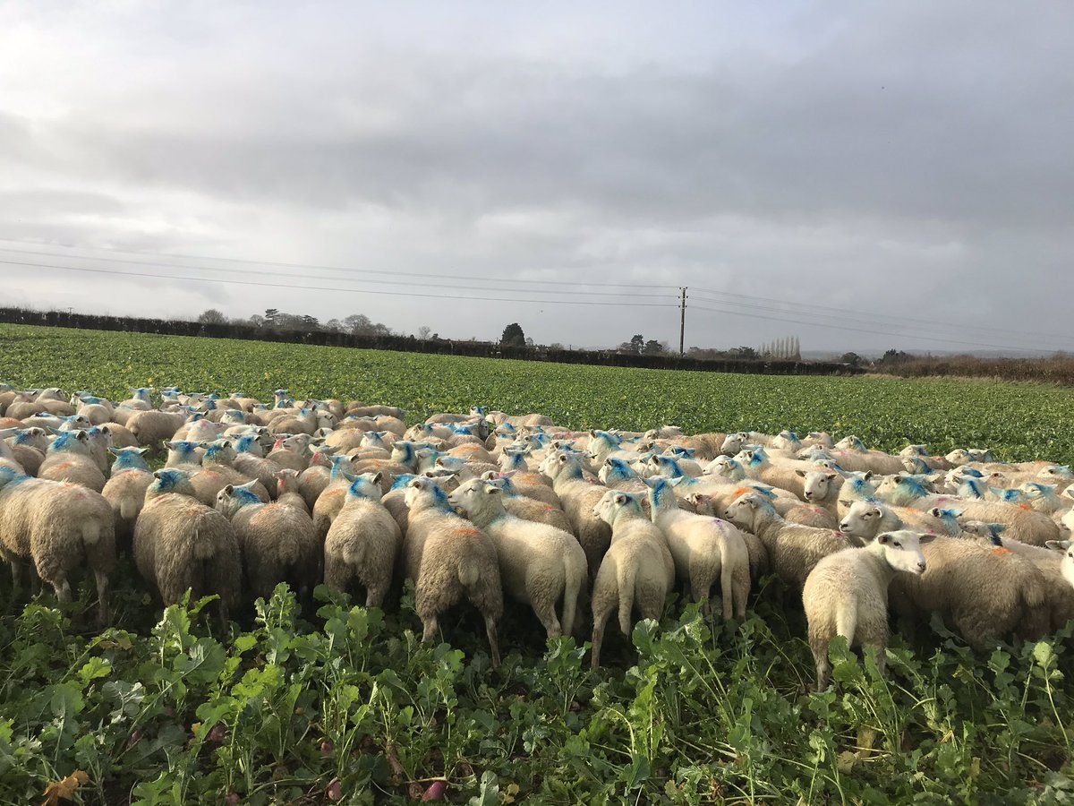 Lillady's tweet photo. Yum 🌱 ewe lambs not sure where to start on all this food #turnip #foragerape #sheep365 https://t.co/XYJiTalRyi