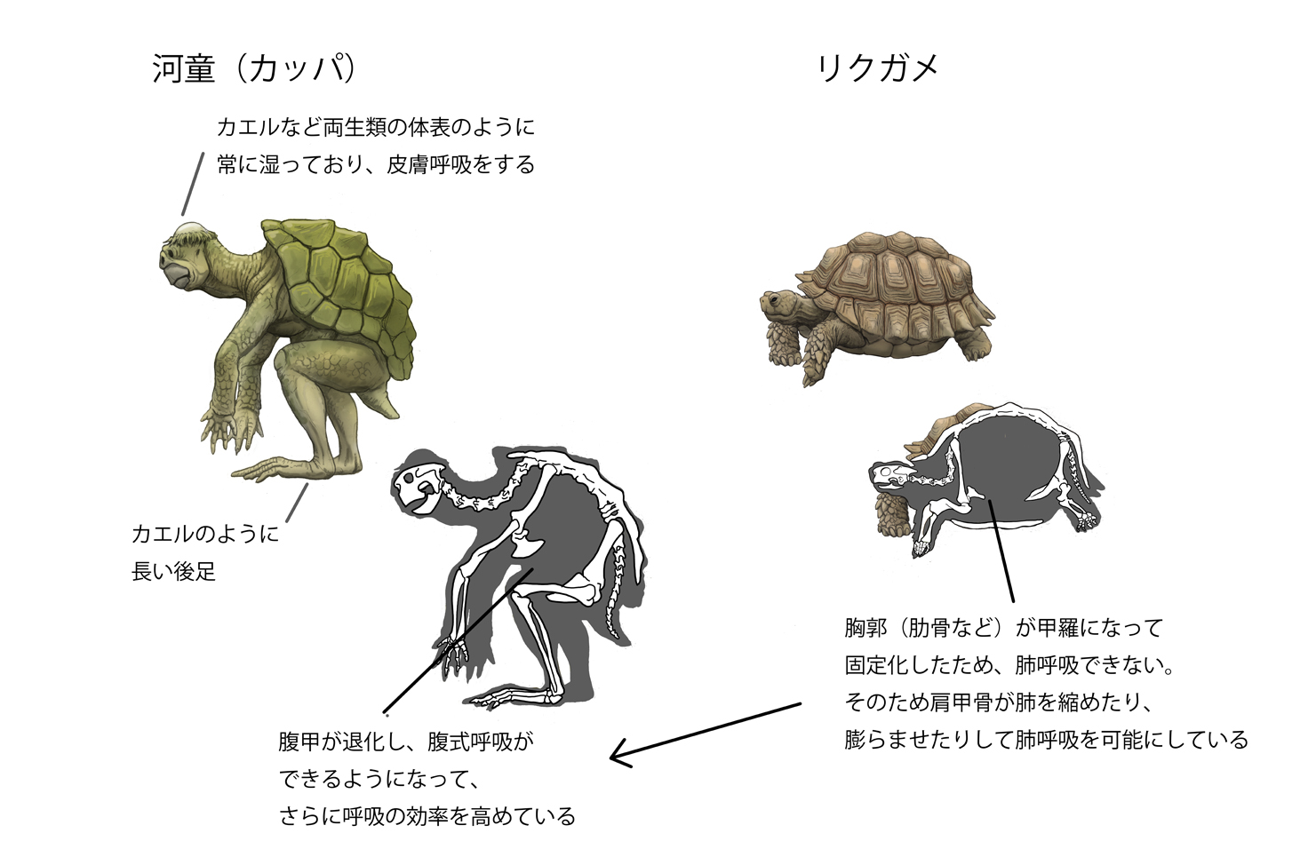 توییتر 川崎悟司 در توییتر ファンタジー生物をリアルっぽくするシリーズ 河童 日本の水の妖怪 クチバシのあるサルに似た顔とカエルの腕と足 カメの甲羅をもつ姿をしている 甲羅とクチバシがあるということで これはやっぱりカメの仲間にしました T