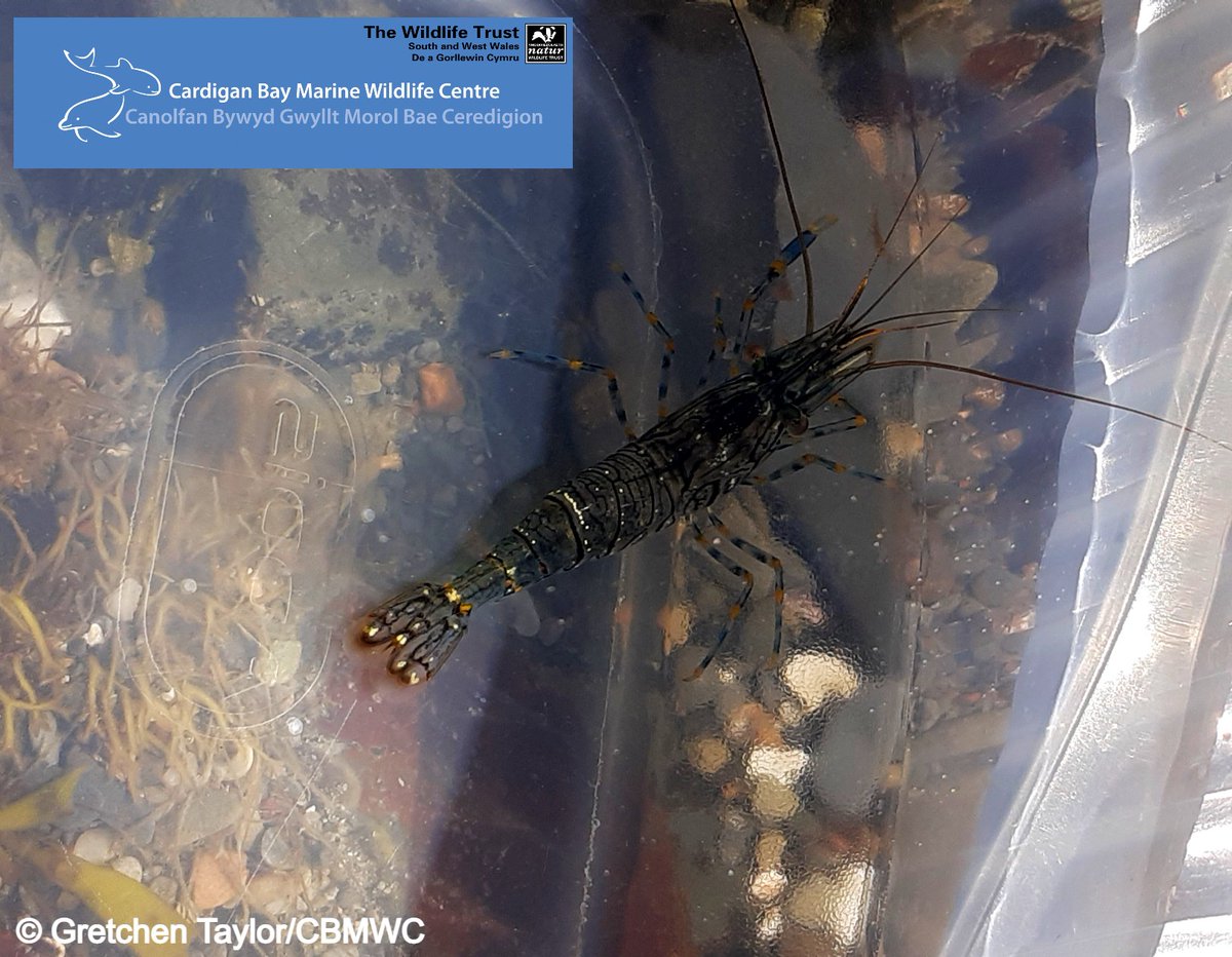 CBMWC's tweet photo. It's #Welshweekend 🏴󠁧󠁢󠁷󠁬󠁳󠁿 and time to learn the Welsh names for some of our rockpool creatures 🏖️🌊 

Edible periwinkle - gwichiaid bwytadwy🐚 
Common prawn - corgimwch🦐
Snakelocks anemone - anemoni nadreddog🐍 
Shore crab - cranc gwyrdd🦀 https://t.co/LqxqKTdp8C