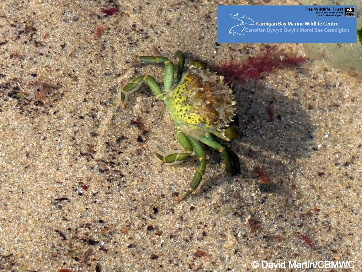CBMWC's tweet photo. It's #Welshweekend 🏴󠁧󠁢󠁷󠁬󠁳󠁿 and time to learn the Welsh names for some of our rockpool creatures 🏖️🌊 

Edible periwinkle - gwichiaid bwytadwy🐚 
Common prawn - corgimwch🦐
Snakelocks anemone - anemoni nadreddog🐍 
Shore crab - cranc gwyrdd🦀 https://t.co/LqxqKTdp8C