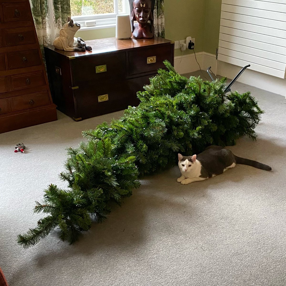 AnnaKorving's tweet photo. The guilty party... and for a clue as to what caused the tree to fall, try top left. #naughtykitty #xmastreefail. Why yes I am glad we didnโt put any baubles on that tree ๐ https://t.co/LT7qK1DRwf