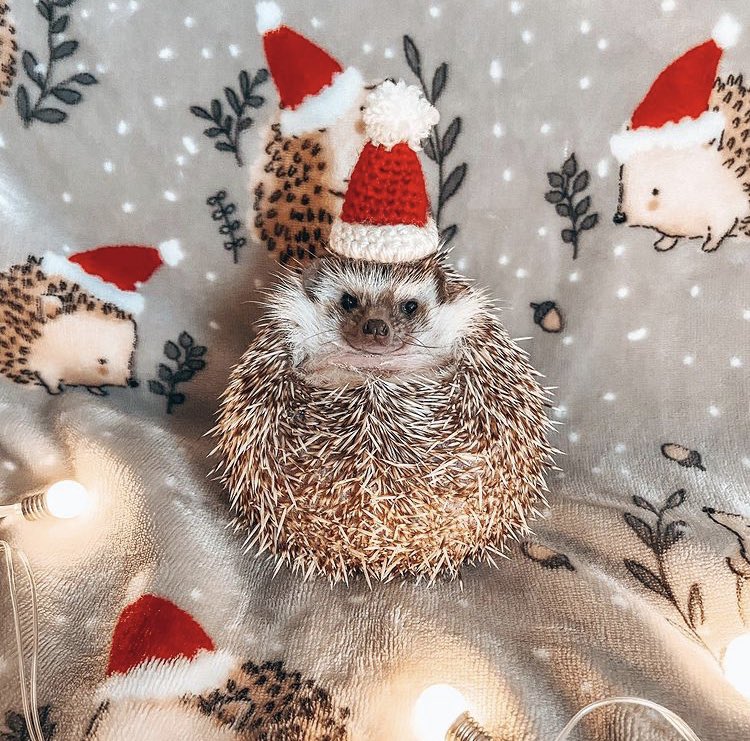 daily__hedgehog's tweet photo. Saturday 12th December, 2020 https://t.co/BNClh88ozJ