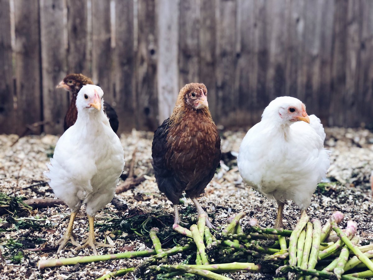 wacky_macky007's tweet photo. 🐥🤍🐥🤍 https://t.co/7K4CQBHYJb