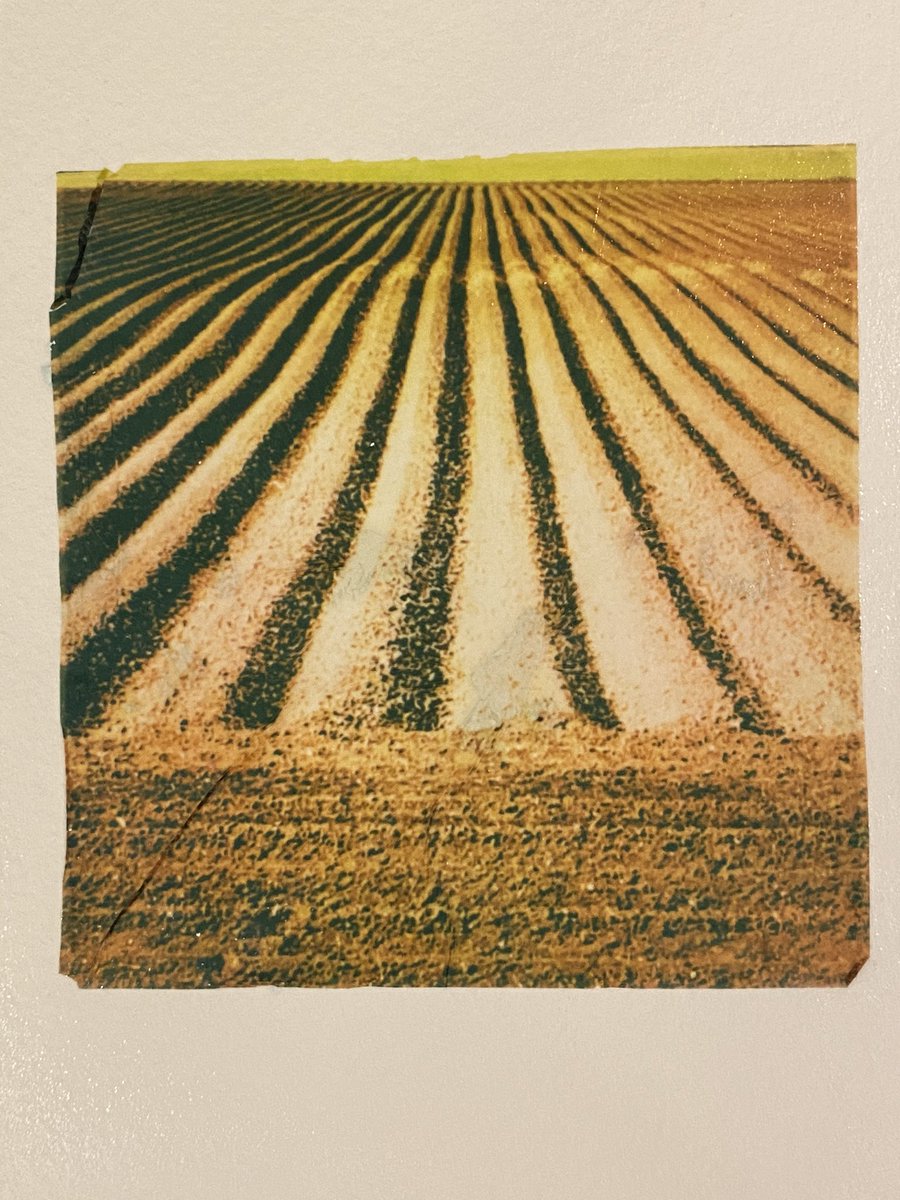 AngelGurriaQ's tweet photo. Been doing some @Polaroid emulsion lifts...
#cambridge #wandlebury #gogmagog #filmisnotdead #photography #polaroid #ThisIsCambridge https://t.co/78LWRxeaiN
