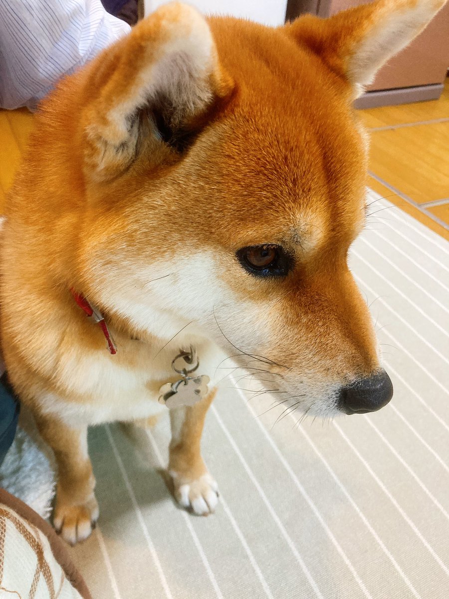 柴犬しゅん 別名 ストーブの番人 真横でべったりちゃん ほっこり 柴犬 柴犬を崇めよ ストーブ 柴犬好きさんと繋がりたい Puppy Cute Sleep あさかつ 犬とのくらし