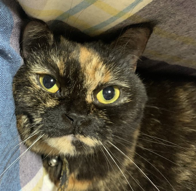 めちゃ嬉しい 高画質 のtwitterイラスト検索結果