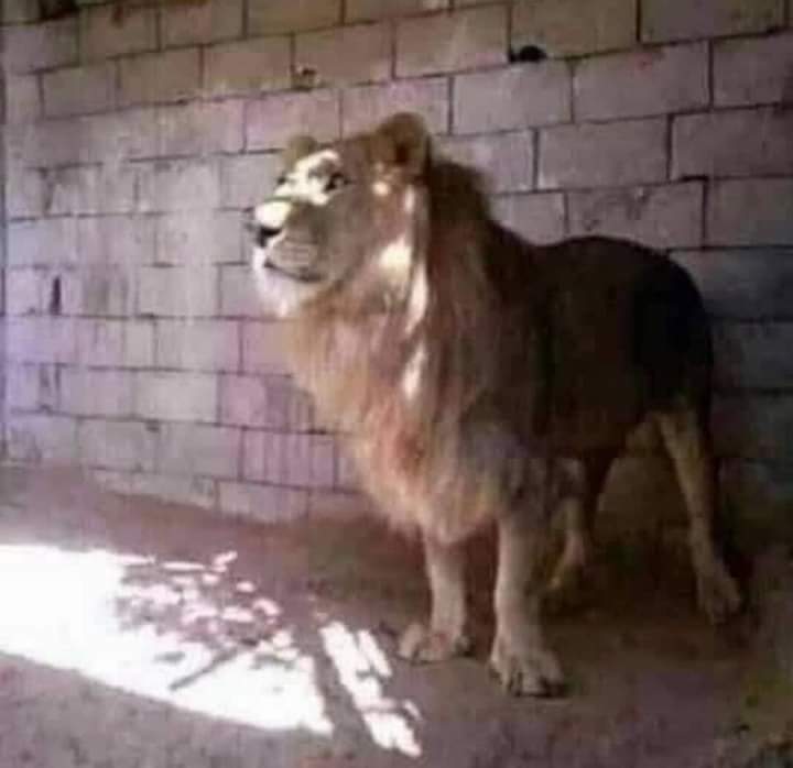 شہآيہبہ تہ♥ـرفہ‌‌‌🕊 tweet media
