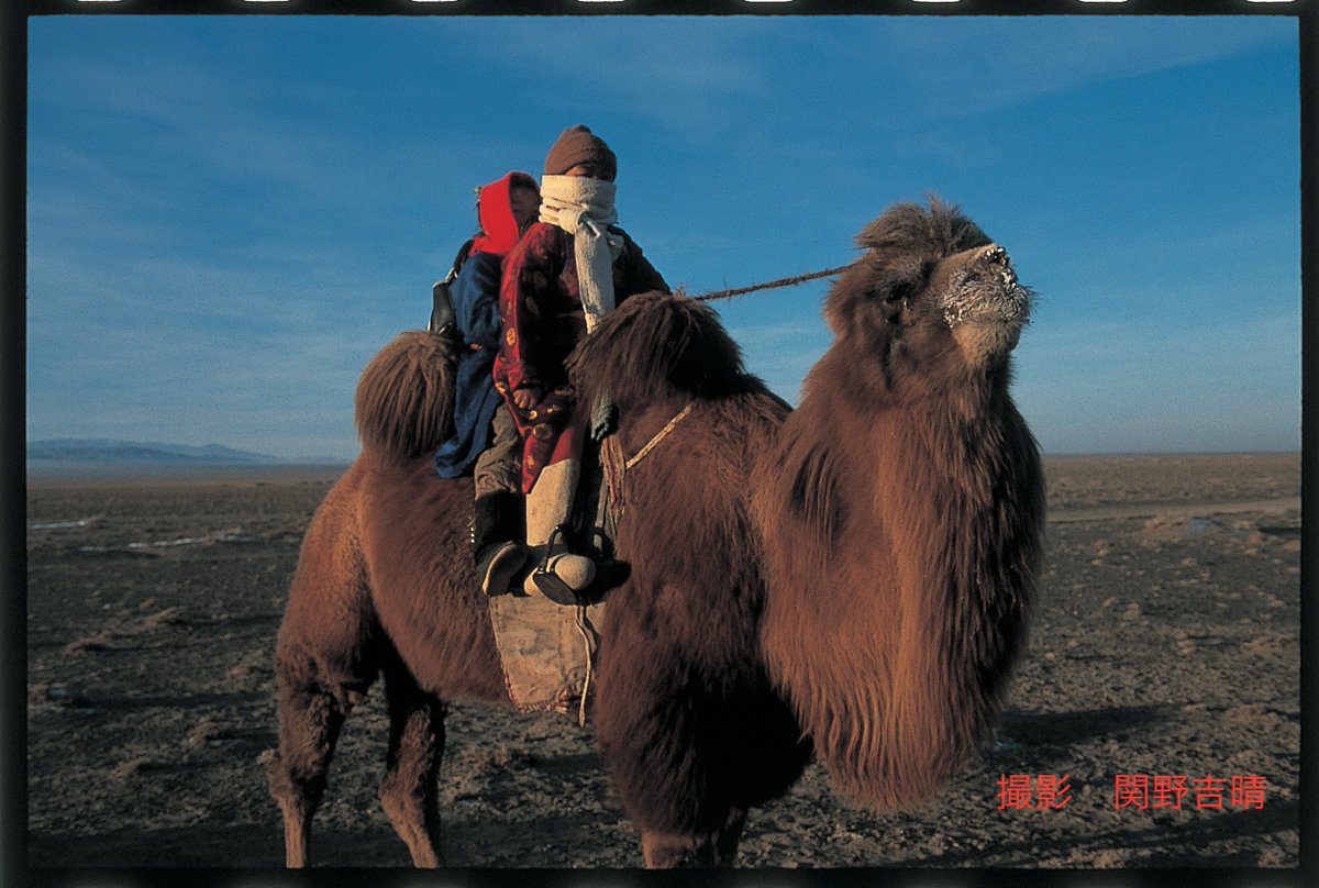 関野吉晴 探検家 医師 Youtuber モンゴルのゴビ砂漠 子供たちはラクダで通学する