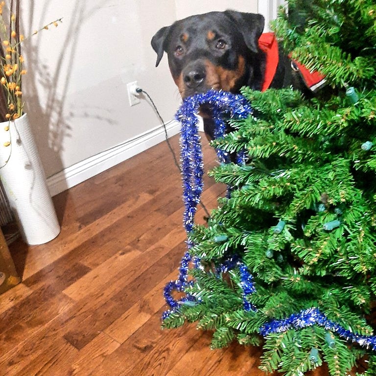pottywalk, we stop & take pictures of me in a tie & give the  #weatherdog report. It's choosing to be happy instead of letting pain & adversity bring misery. It's why we somehow managed to get the Christmas tree up. Twice. That itself was a huge victory & something we weren't6/