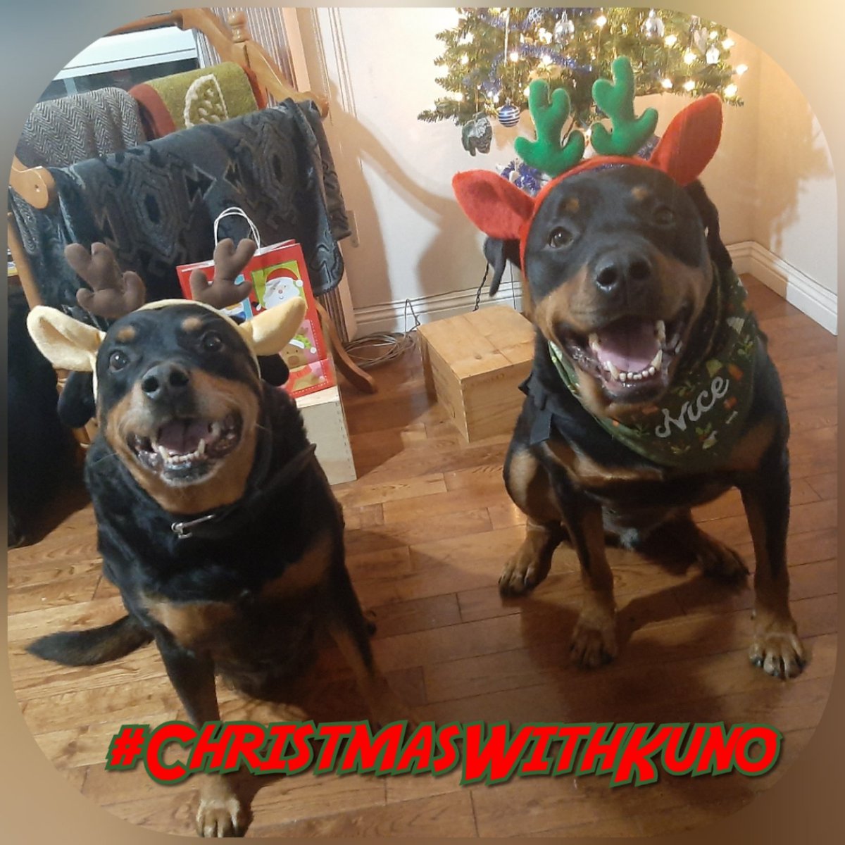 make sure she has the most  #RidiculouslyPawsomeChristmas ever! And I'm really happy that some of you are joining us in finding ways to make as much  #ChristmasMagic as we can. 12/12 #ChristmasWithKuno