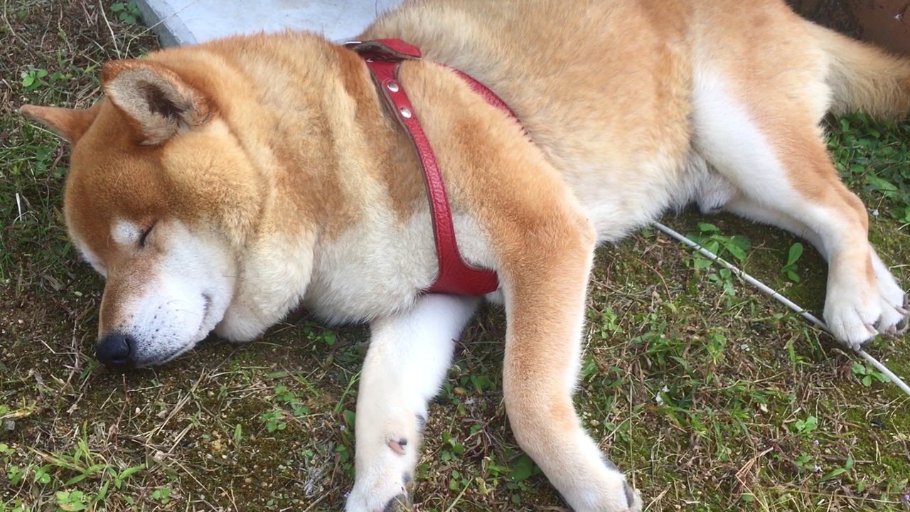 柴犬テツ 柴犬てつ (@shibainu_tetsu) / X