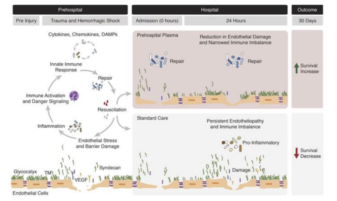 This is my favourite paper of 2020 from the brilliant Pittsburgh group ncbi.nlm.nih.gov/pmc/articles/P…

Prehospital plasma may ameliorate immune dysfunction & the endotheliopathy of trauma. 

Not only is it an elegant paper but it confirms some of the hypotheses derived from my PhD 🤓😊