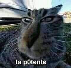||No entiendo mucho... Pero veré de lejitos bb's
