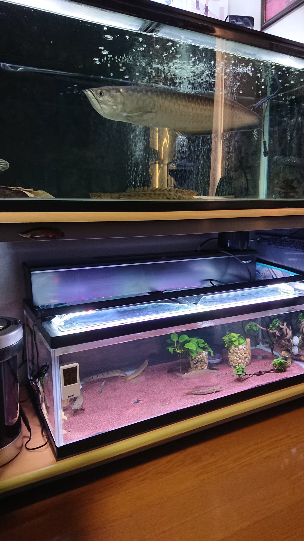 Twitter 上的 おろろ 熱帯魚 チャームで注文した水槽をとりに行って来ました 90 30 35スリム水槽から90 45 30のらんちゅう水槽に交換 ほぼ１日作業w 高さが低くなったので 上部フィルターの掃除もしやすい アフリカンパイクカラシンも大分大きくなりました