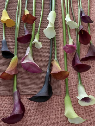 De calla staat bekend om stijl, eenvoud en vrolijkheid. De bloem is er in wit, rood, geel, roze, zwart en tweekleurig. De calla staat symbool voor zuiverheid en schoonheid. De bloem doet het goed in een boeket maar ook zeker thuis in de vaas! #vandijkflora #openuptogrow