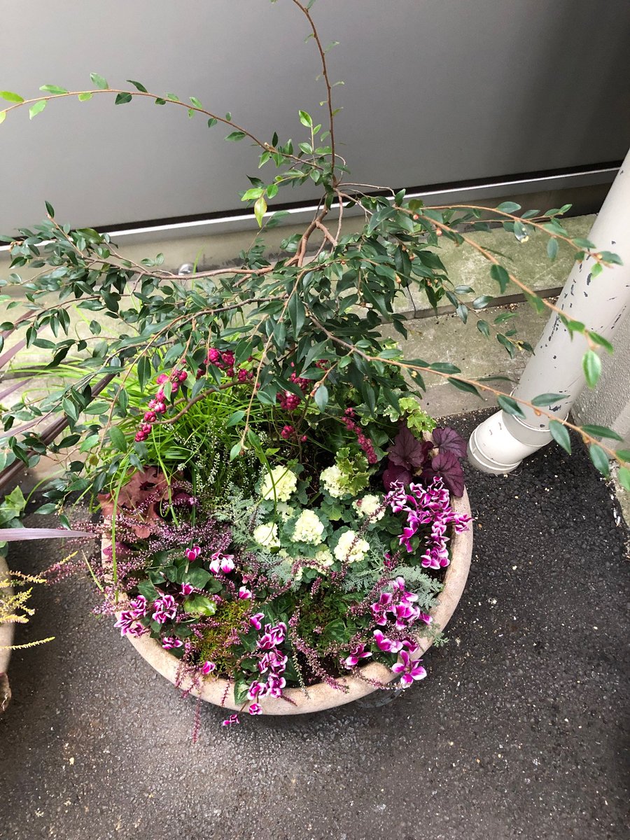 ウッドクラフトグッズ ジャパン 鉢植えの植え替え カイガラムシの駆除兼ねて 右の画像は クリスマスホーリー 西洋ヒイラギ 花言葉は 将来の見通し 神を信じます 左は植え替え後 カメリア エリナ カスケード ツバキ科 ツバキ属 ヒメサザンカ ウッドクラフトグッズ ジャパン 鉢植えの植え替え カイガラムシの駆除兼ねて 右の画像は クリスマスホーリー 西洋ヒイラギ 花言葉は 将来の見通し 神を信じます 左は植え替え後 カメリア エリナ カスケード ツバキ科 ツバキ属 ヒメサザンカ