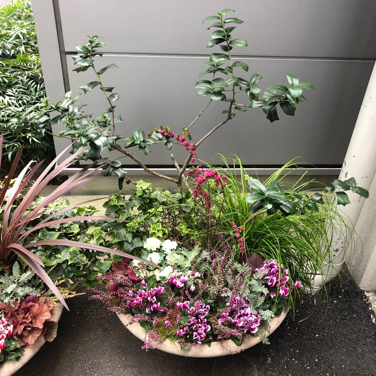 ウッドクラフトグッズ ジャパン 鉢植えの植え替え カイガラムシの駆除兼ねて 右の画像は クリスマスホーリー 西洋ヒイラギ 花言葉は 将来の見通し 神を信じます 左は植え替え後 カメリア エリナ カスケード ツバキ科 ツバキ属 ヒメサザンカ ウッドクラフトグッズ ジャパン 鉢植えの植え替え カイガラムシの駆除兼ねて 右の画像は クリスマスホーリー 西洋ヒイラギ 花言葉は 将来の見通し 神を信じます 左は植え替え後 カメリア エリナ カスケード ツバキ科 ツバキ属 ヒメサザンカ