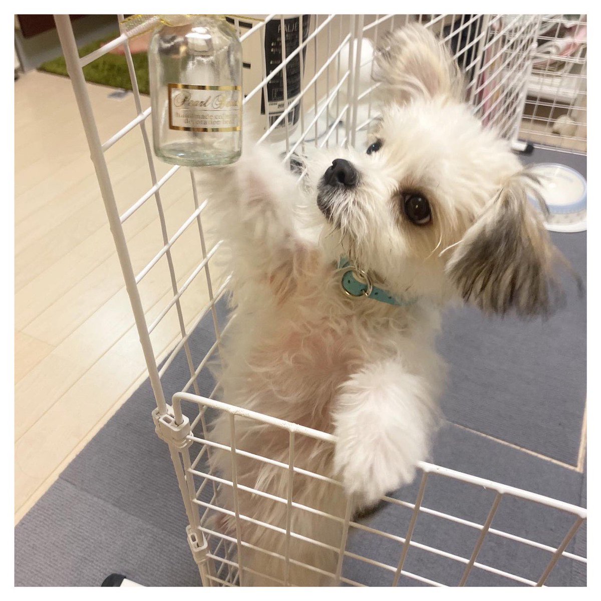 チワマルのピクルス 小さなお宝 その瓶なにー これは君の歯だよー 星の砂みたいに小さくて可愛い 1番 小さい歯なんて 米粒よりも小さいの T Co Ic9rknr0cy Dog かわいい チワワ マルチーズ ミックス犬 チワマル