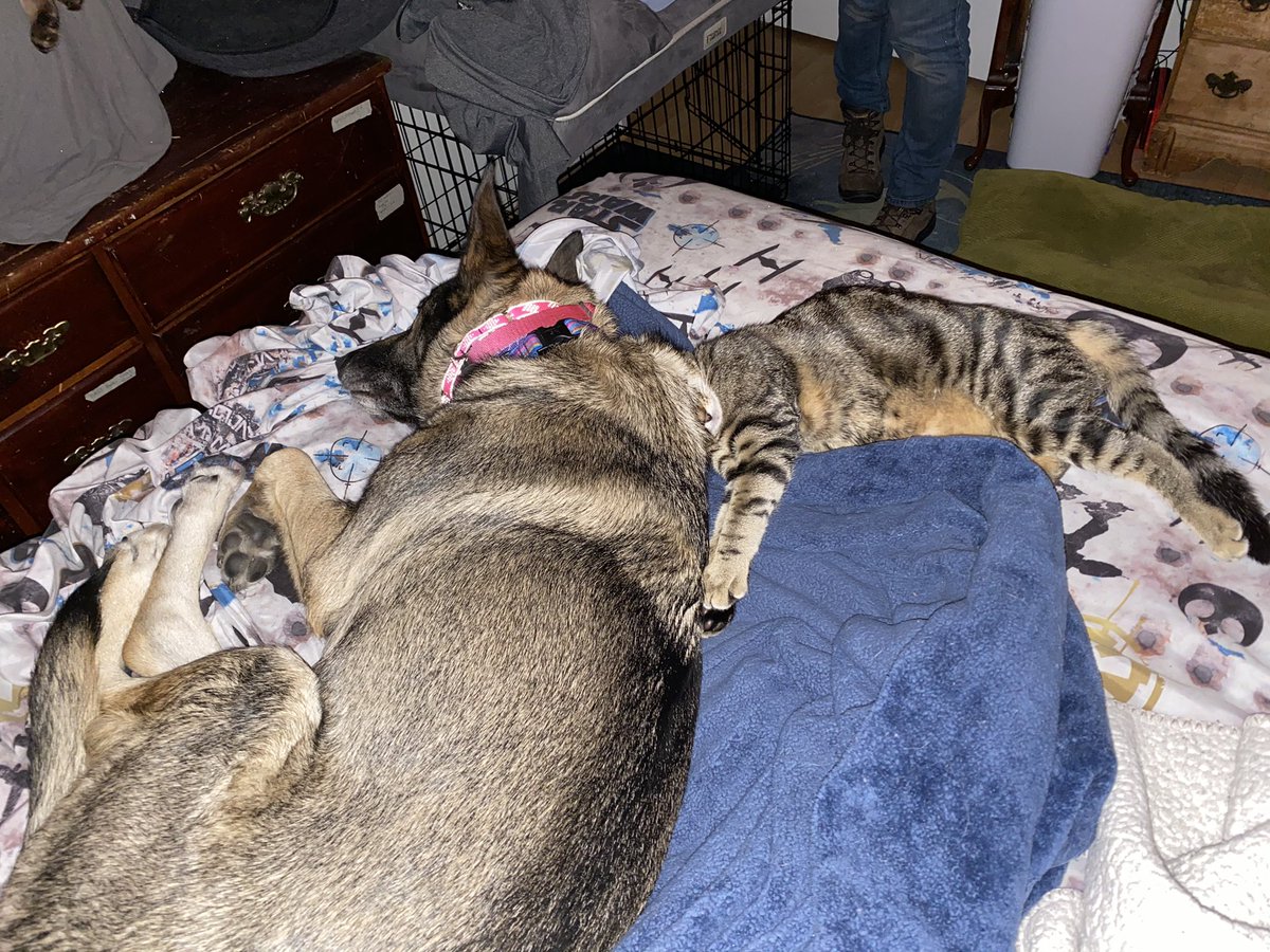 Just a #rescueKitten napping with a #RescueDog on a bed. 
What’s the “cutting onions” excuse equivalent for having your heart melt? 🐕❤️😸