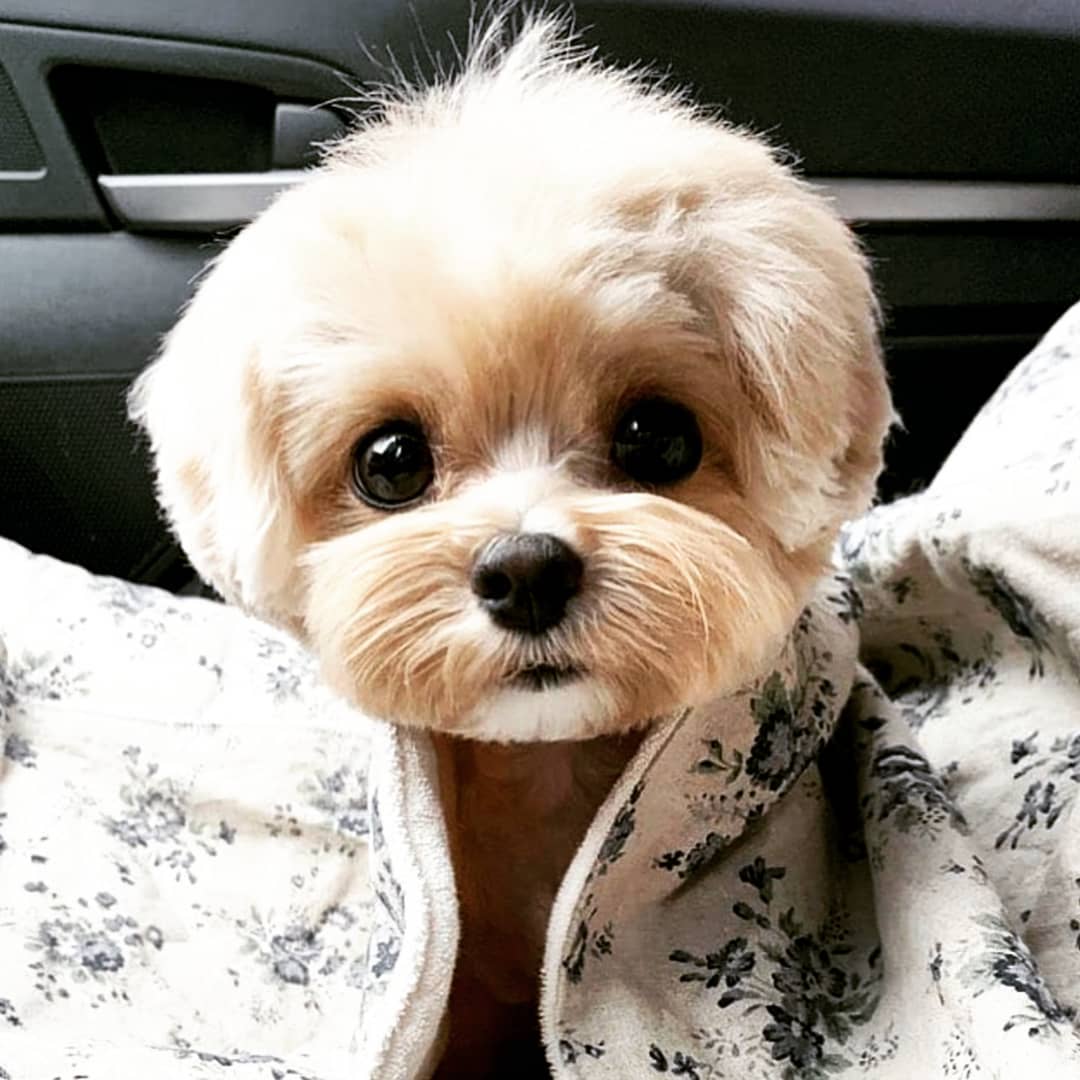 splootsy's tweet photo. Happy Saturday Everyone!
Follow Splootsy
📷 @somandme
#splootsy #cutedogsdaily #maltesedaily #maltesestyle #maltesepup #maltesedoglovers #maltesemania #malteseworld #maltesedogs #malteselife #maltesepuppies #malteseclub #malteseofig #malteseoftheday #malteselovers #maltesedog https://t.co/KlwxEVLpLy