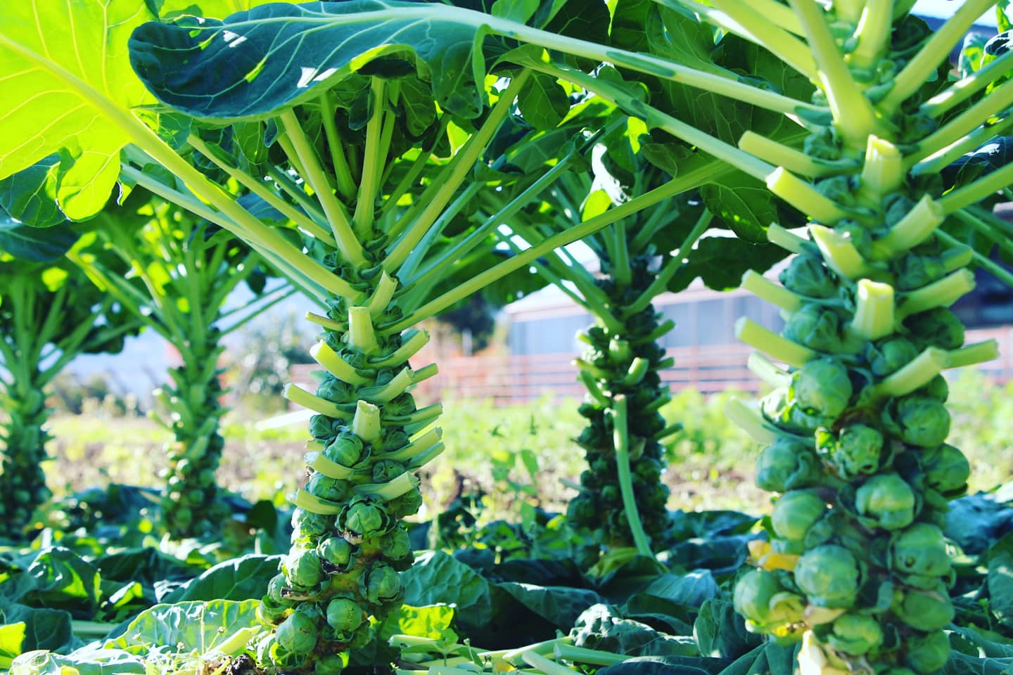 しゅうたの畑 プレゼント農家 芽キャベツが市場に出回らない理由 種を撒いてから収穫できるまでの期間が長い 手入れに時間がかかる 収穫が大変 認知されてなくて売れない 味も美味しくて 栄養価も抜群に高い さらに 見た目もカワイイ芽キャベツ