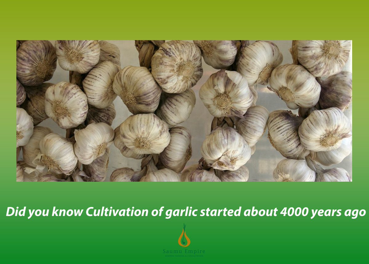 SaumuEmpire's tweet photo. What does this tell you?
Happy Weekend Farmers. 🌱
#GarlicTips
☎️0708 233 861/07 08 478 531.
#agribusinesstour https://t.co/BRJ7CcX0Mg