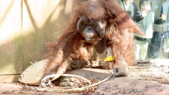 Amazonほしい物リストのtwitterイラスト検索結果