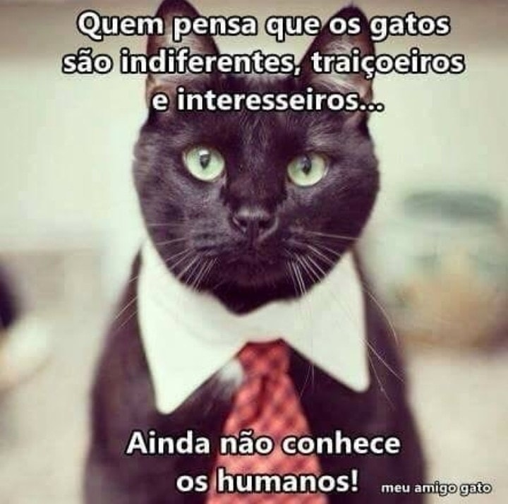 Memes acessíveis - Descrição: na foto de cima, um gato branco