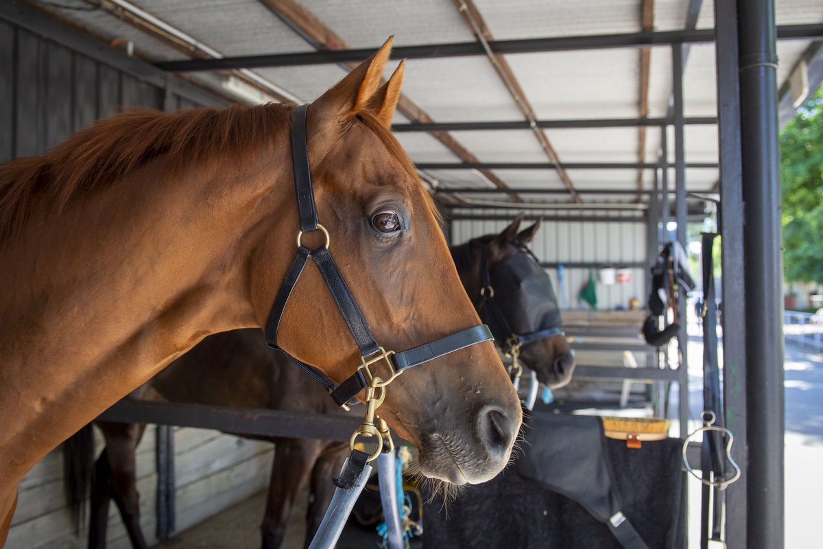 TAB_touch's tweet photo. Trap For Fools has his eye on the upcoming Listed G.A Towton Cup at Ascot!
@LSmithRacing https://t.co/2a5uce17KM